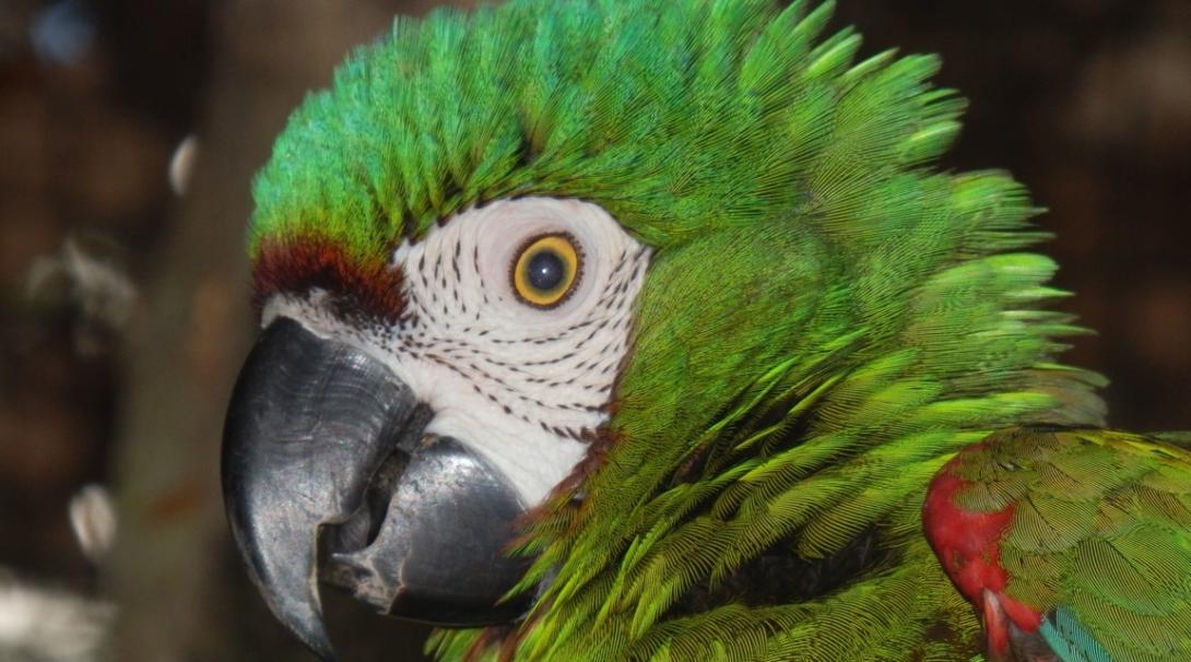 Help us save the Amazon rainforest in Peru. Save the Amazon rainforest in Peru.